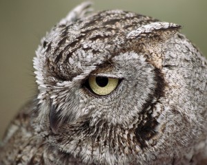 Elf owl facts - elf owl