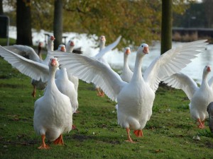 Embden goose - types of geese