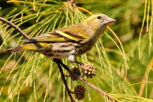types of finches - Eurasian Siskin