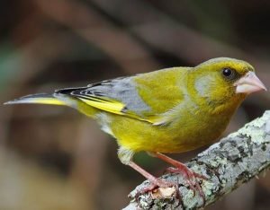 European greenfinch Carduelis chloris
