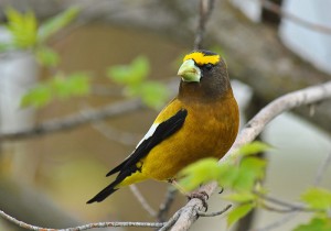 types of finches - Evening Grosbeak