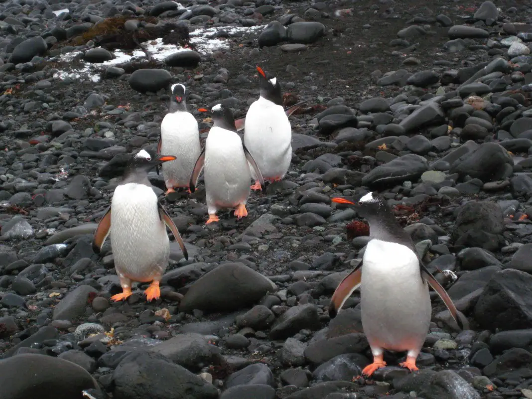 Gentoo-Penguin - Birds Flight