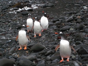 Gentoo Penguin Facts - Gentoo Penguins