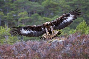 Golden Eagle Facts - Golden Eagle