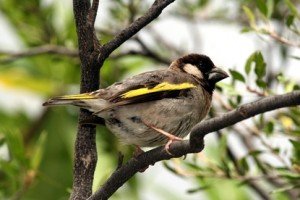 Types of Finches - Golden winged finch