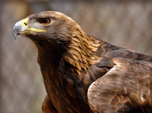 Golden Eagle Facts - Golden Eagle