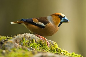 types of finches - Hawfinch