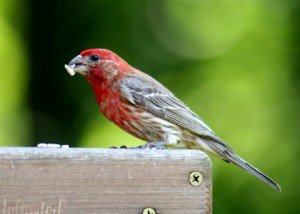 types of finches - House Finch