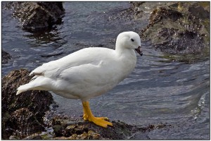 Kelp Goose - types of geese