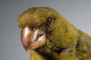 Types of Finches - Kona Grosbeak