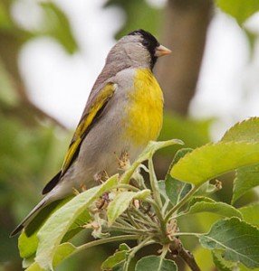 types of finches - Lawrence's Goldfinch