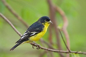 types of finches - Lesser Goldfinch