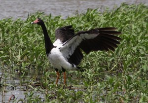 Magpie Goose - types of geese