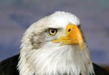 bald eagle - difference between male and female eagles