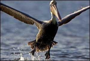 Brown Pelican Facts - Brown Pelican