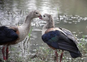 types of geese - Orinoco Goose