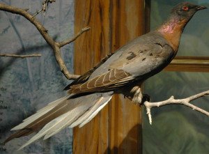 Passenger Pigeon Facts – Passenger Pigeon