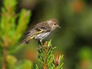 types of finches - Pine Siskin