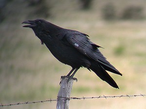 What is the Difference between a Crow and a Raven?