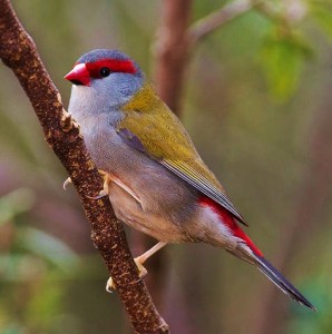 types of finches - Red-browed finch
