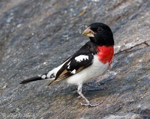 types of finches - Rose-breasted Grosbeak
