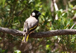 Types of Finches - Socotra Grosbeak