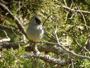 Types of Finches - Somali Grosbeak