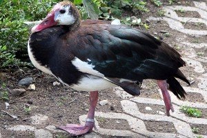Spur-winged Goose - types of geese