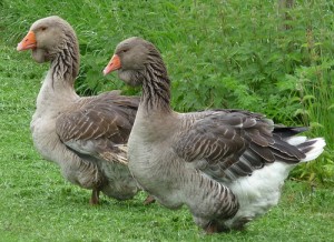 Toulouse goose - types of geese