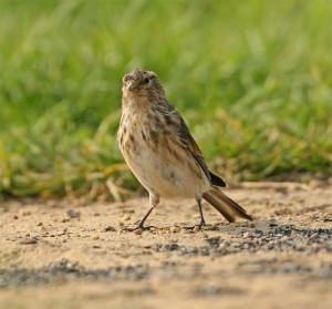 Twite - types of finches