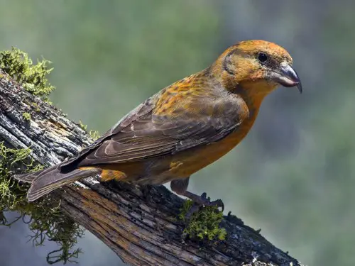 Two-barred-Crossbill - Birds Flight