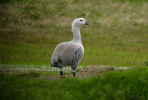 Upland Goose - types of geese