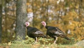 Wild turkeys - What do wild turkeys eat