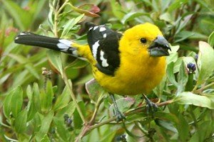 Types of Finches - yellow Grosbeak