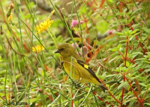 types of finches - Yellow-bellied Siskin