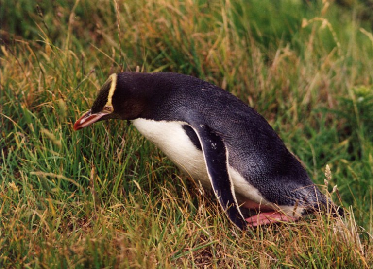 Yellow eyed Penguin Facts Yellow Eyed Penguin Habitat & Diet