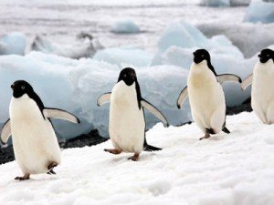 Large flightless birds Penguins