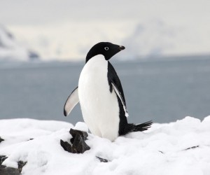 Adelie Penguin Facts - Adelie Penguin