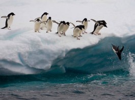 Adelie Penguin Facts For Kids - Adelie Penguin Habitat & Diet