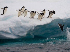 Adelie Penguin Facts - Adelie Penguin