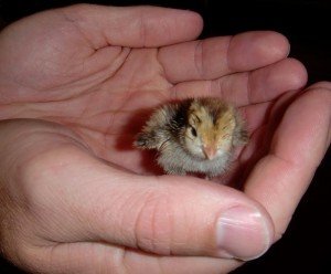 What to feed a baby bird - Baby Bird on Hand