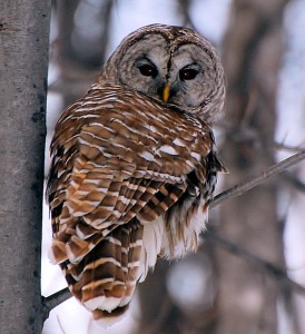 barred Owl facts - barred owl