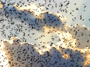 Where Do Bats Live - Bats in the Sky