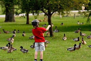 what to feed ducks - boy feeding ducks