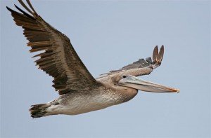 Brown Pelican Facts - Brown Pelican