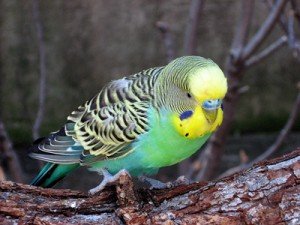 Budgies - How long Do parrots live