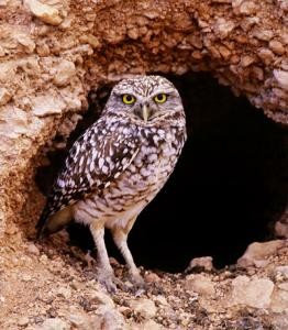 Burrowing Owl Facts - Burrowign Owl
