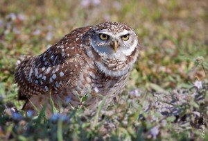 Burrowing Owl Facts