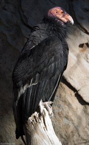 california condors facts - california condors