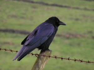 Carrion Crow - what is the difference between a crow and a raven